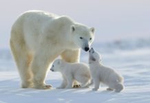 Polarni medvjedi će nestati do 2100. godine