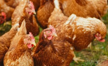 Lukić: Eutanazirano 62.000 peradi