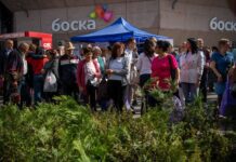 Građanima podijeljeno 500 sadnica čempresa